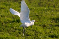 29167 Bubulcus ibis (Airone guardabuoi)